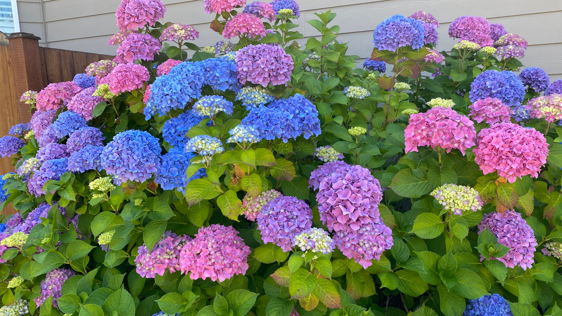 Yes!  You can change the color of your hydrangeas and ensure they bloom every Spring.  Pacific NW Gardening Guru Ciscoe Morris gives the scoop.  #NewDayNW