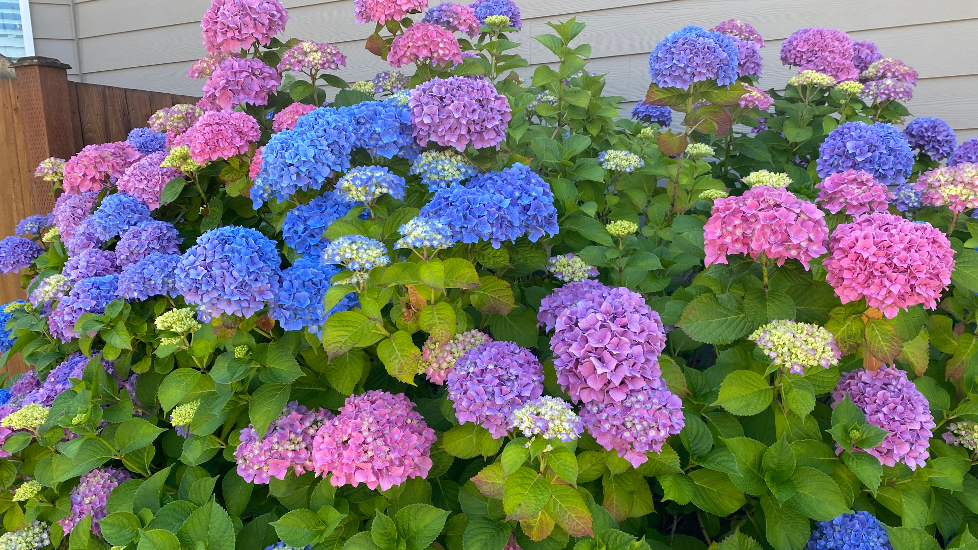 Image of Gardener cutting off dead blooms of hydrangea