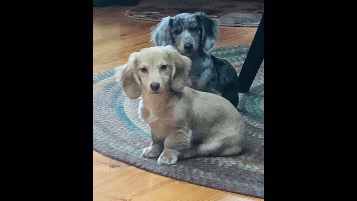 The best photos of MLB players and their dogs on National Puppy Day - Bless  You Boys