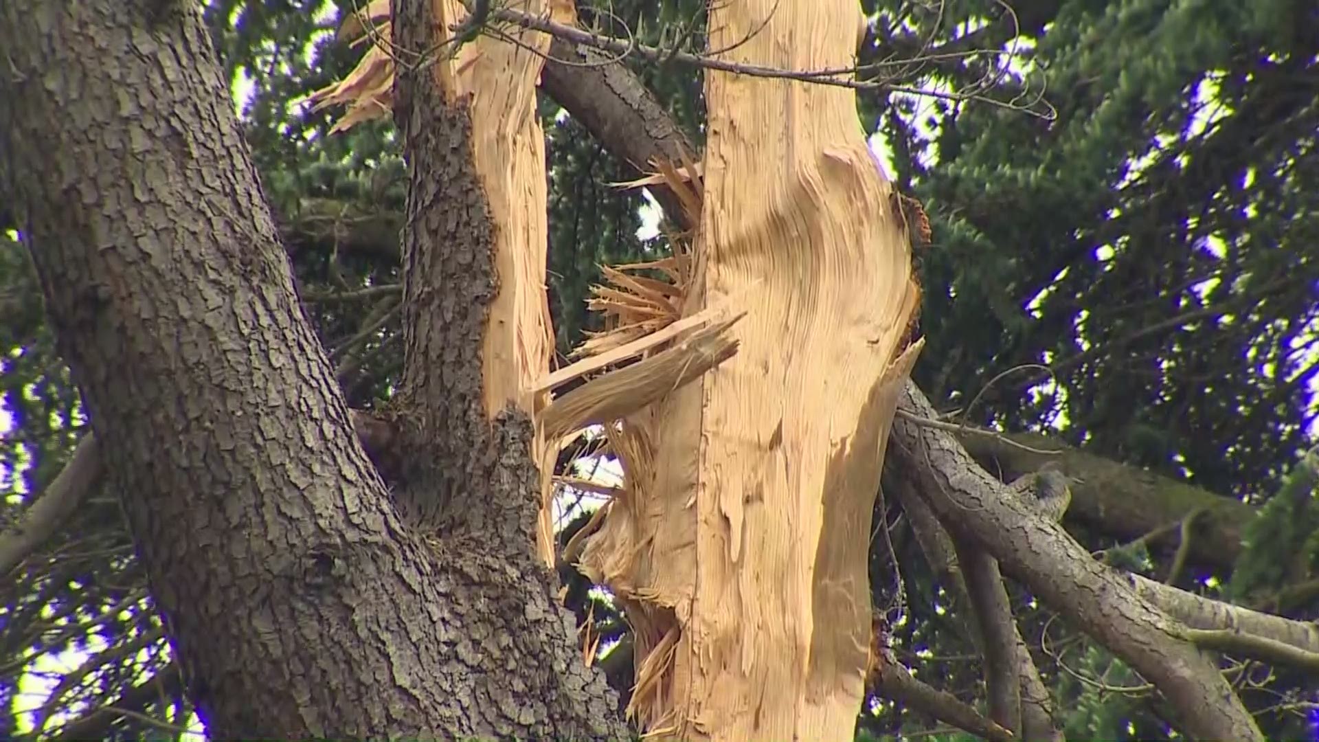 More than 2,200 strikes of lightning were counted across Puget Sound on Saturday night. Lightning shattered this large tree at Seattle's Green Lake and knocked out power to thousands.