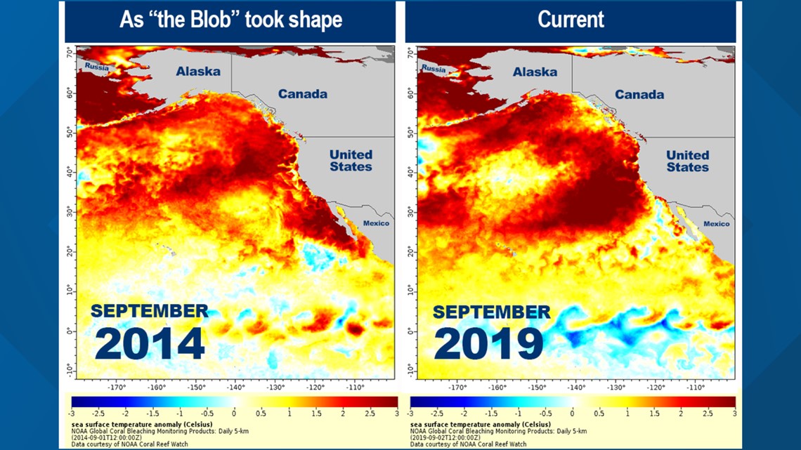 Scientists monitoring new marine heat wave off West Coast that resembles 'the Blob' - KING5.com