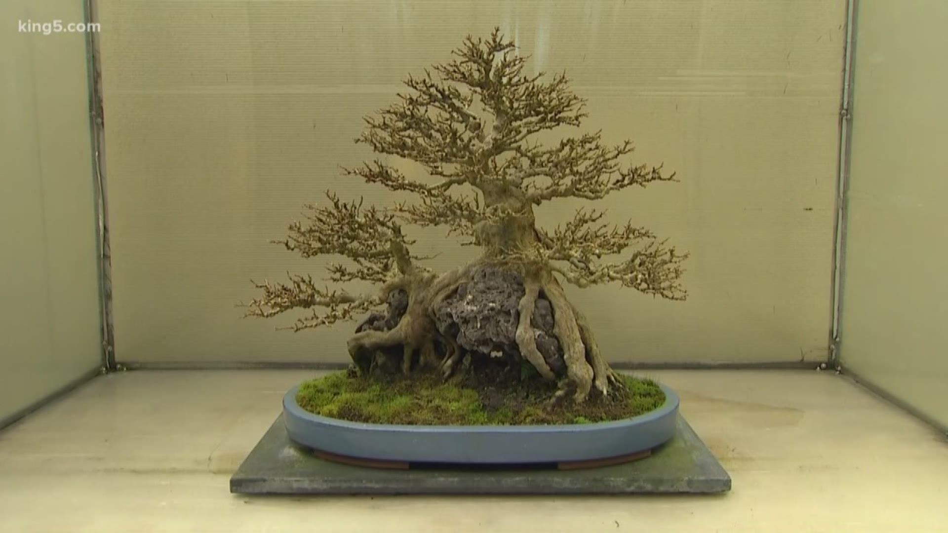 Bonsai Trees Worth Thousands Stolen From Federal Way Museum King5 Com