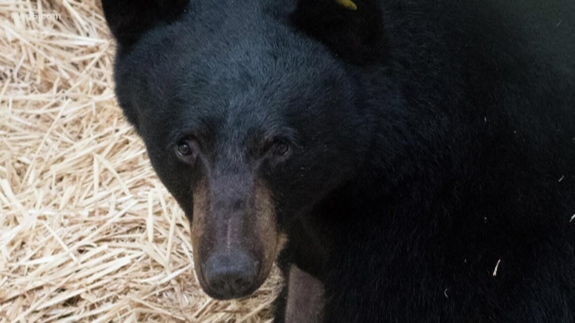 Wildlife officials and veterinarians spoke for the first time about their team effort to save a bear that nearly died after she was hit by a car. KING 5 Environmental Reporter Alison Morrow was there to see what they described as a "very lucky bear."