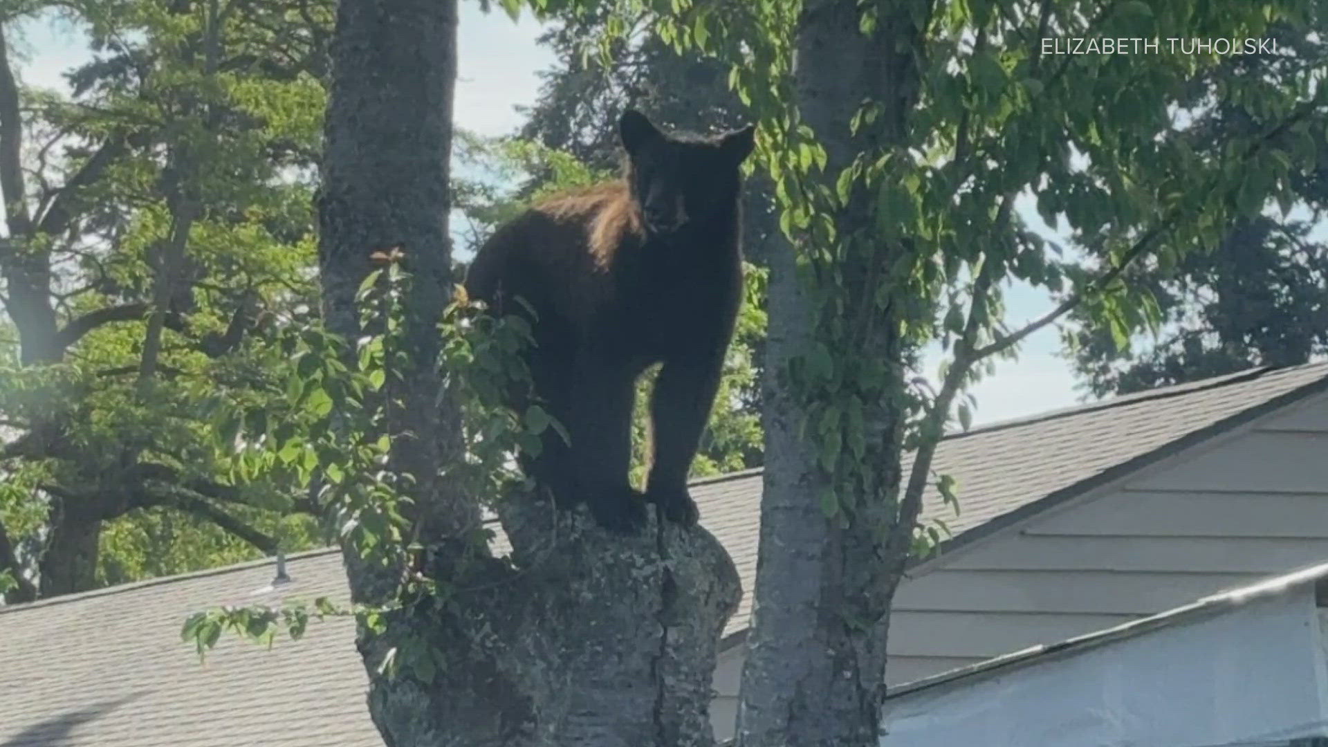 The bear was safely taken into custody, per the Washington Department of Fish and Wildlife.