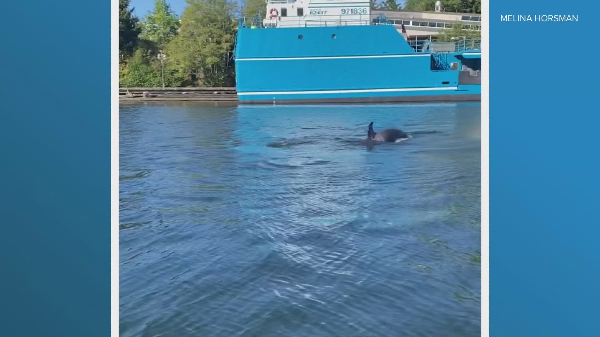 Animal Rizz Face Transient orcas hunt seals near Ballard Locks, researcher speculates ...