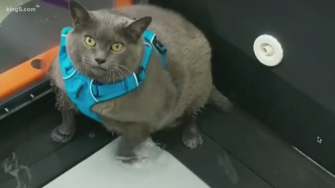 A video of Cinder-Block, the fat cat who hates her workouts, went viral over the weekend. It turns out, she is hitting the gym in Bellingham, where she lives.