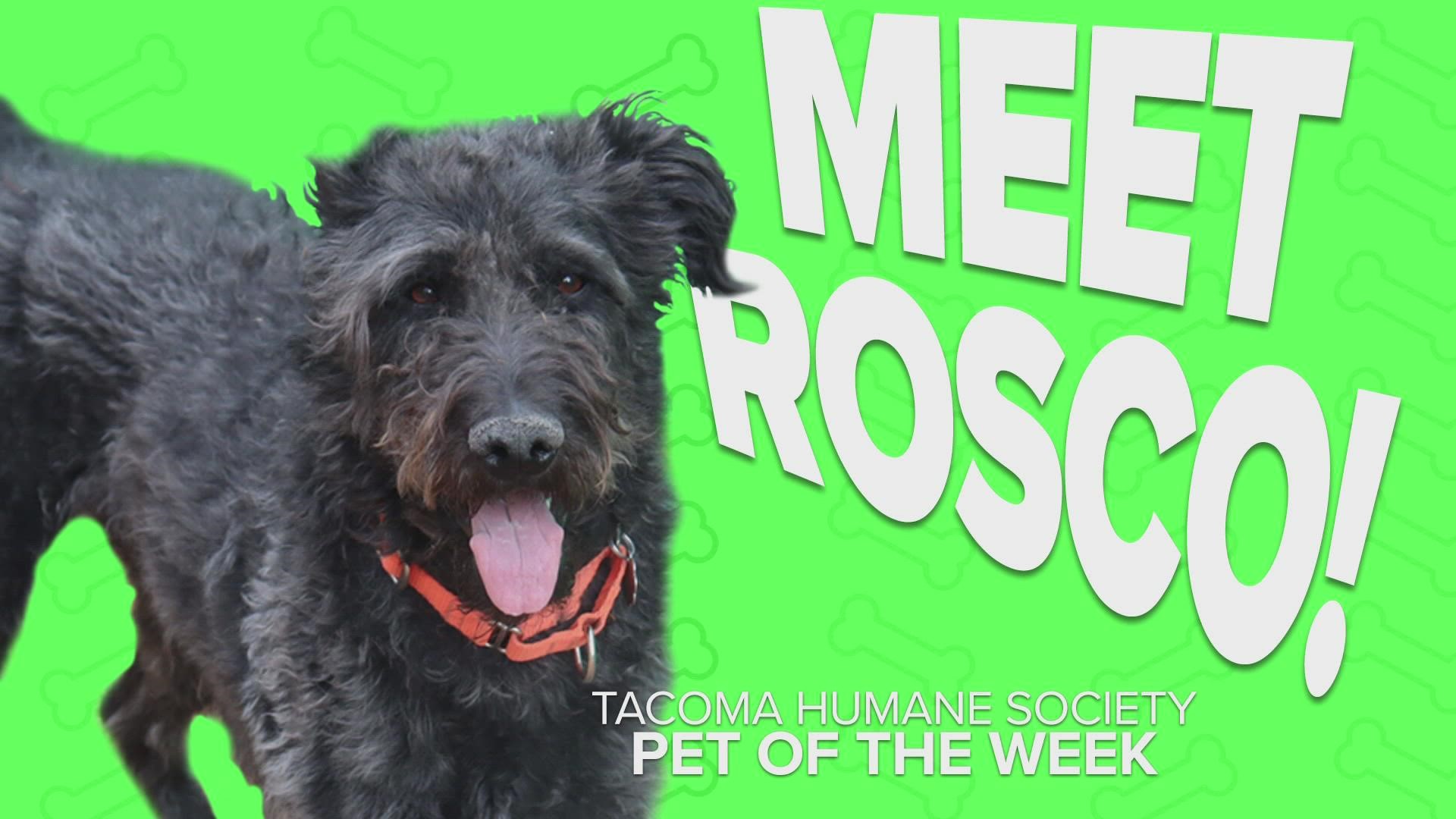 This week's featured adoptable pet of the week is Rosco!