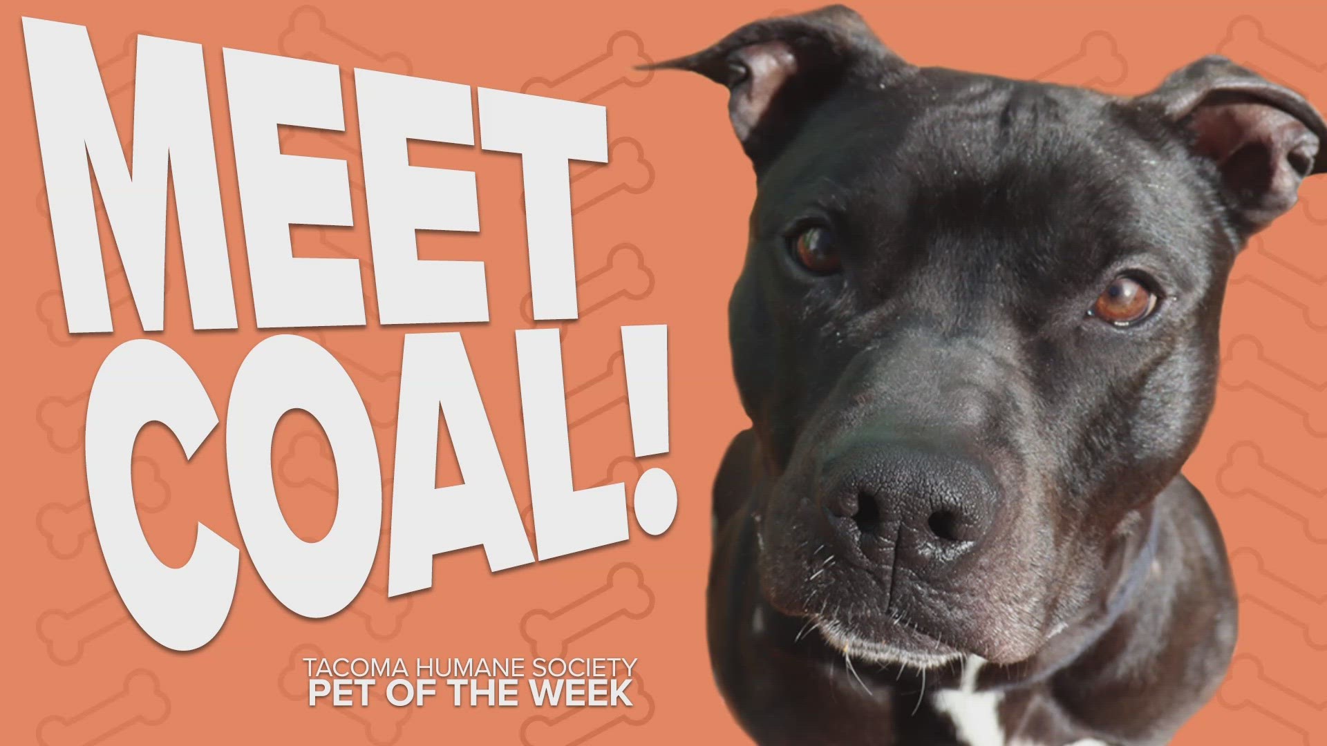 Coal is the Tacoma Humane Society's Pet Rescue of the week!