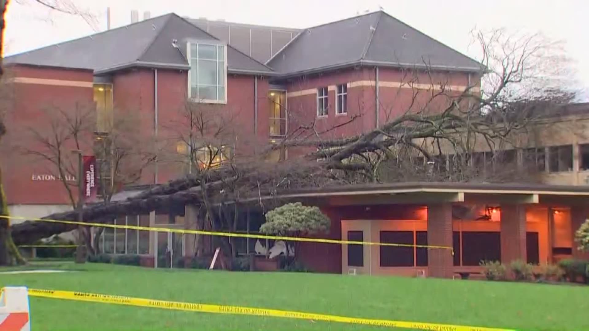 A tree fell overnight Saturday onto a Seattle University Pacific building. No one was injured.