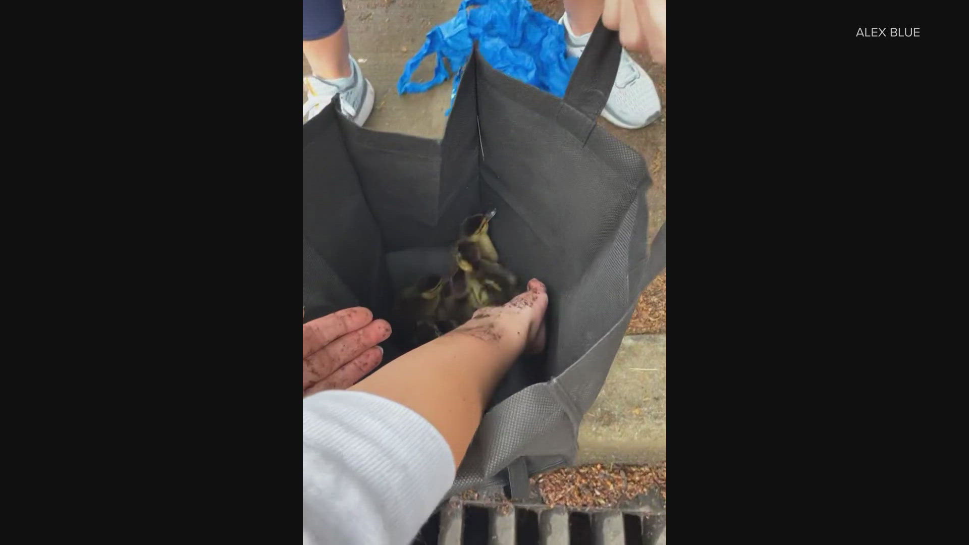 One of the people used a kitchen ladle to help pull the ducklings out.