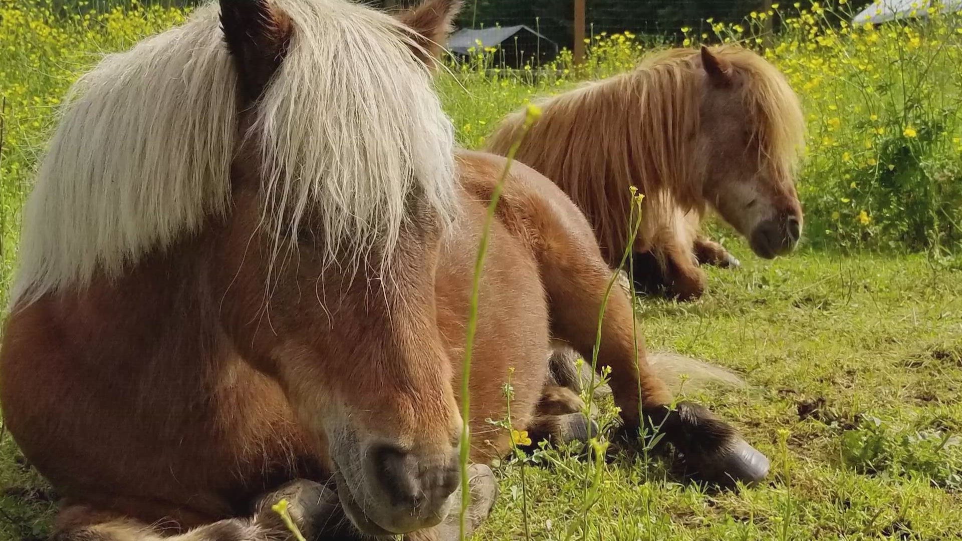 Buttercup was found dead on Feb. 25. It was previously believed she had been fatally shot, but a necropsy found no evidence of a bullet.