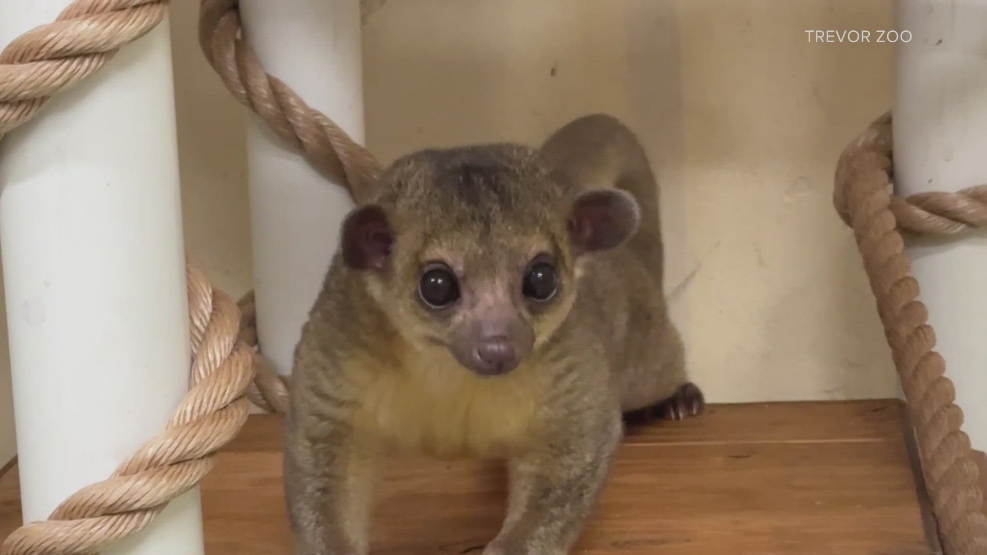 The kinkajou received temporary care at Point Defiance Zoo for a few months after being discovered at the Selah Creek Rest Area in June.