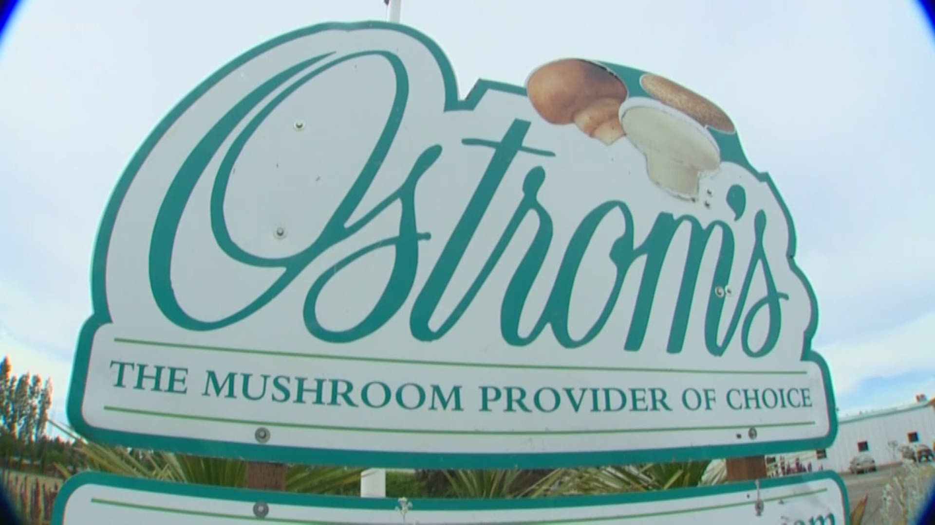 Longtime mushroom farm Ostrom's is moving from Lacey to Sunnyside, Washington. KING 5's Jenna Hanchard reports.