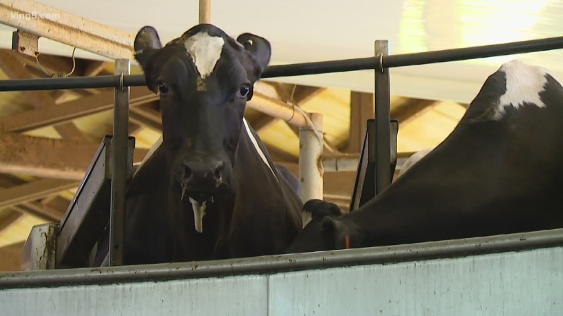 The State of Washington is working with local dairy farmers to help improve the quality of our water. KING 5's Sebastian Robertson gives us an inside look at the newest technology in action at a dairy farm in Deming, up in Whatcom County.