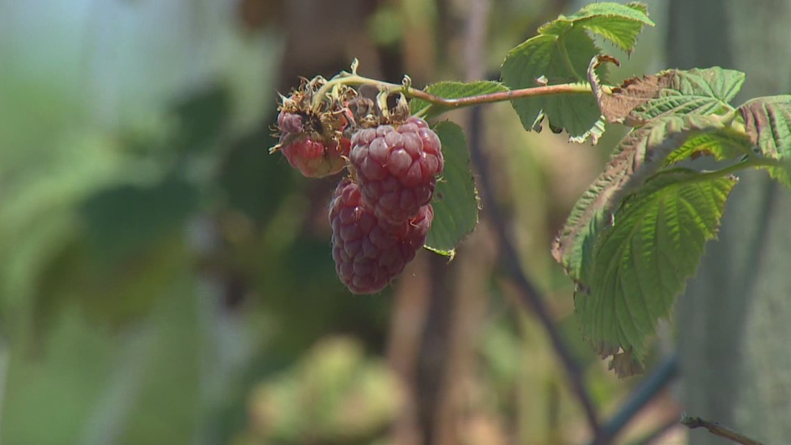 Heat wave damages some Whatcom County berry crops - Vimarsana News