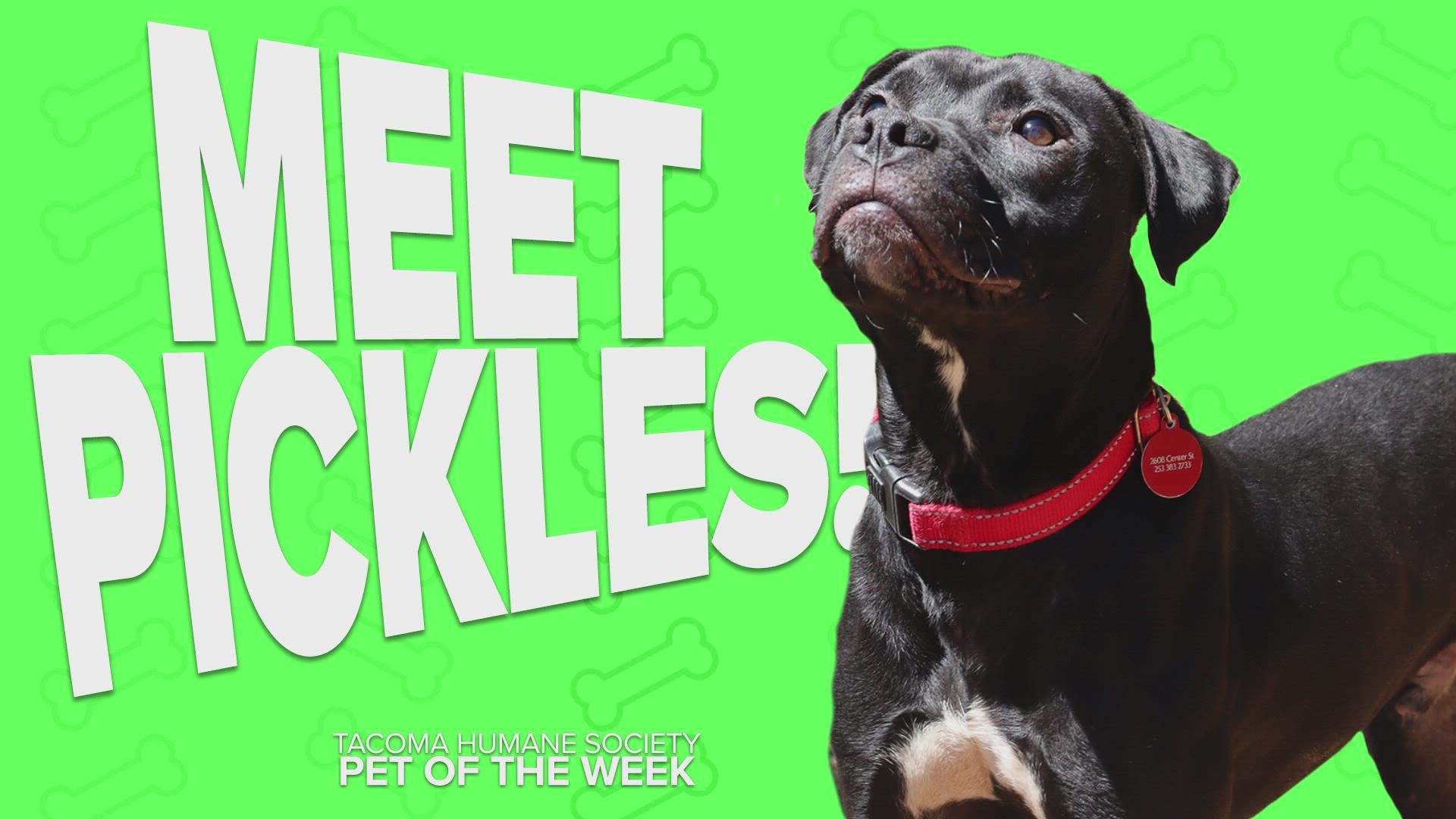This week's featured pet rescue is Pickles!