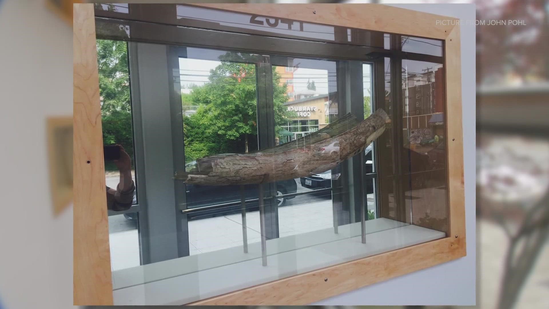 After video of a similar theft aired on KING 5, a business owner who also had a mammoth tusk stolen in July of last year came forward.