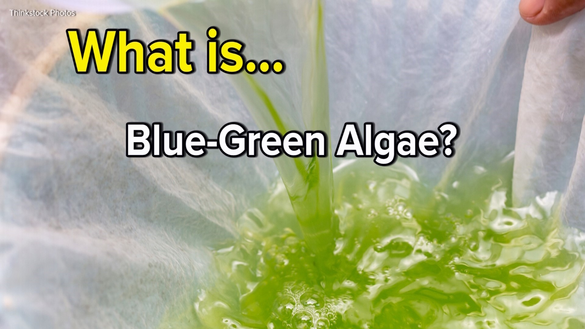 What is blue-green algae?