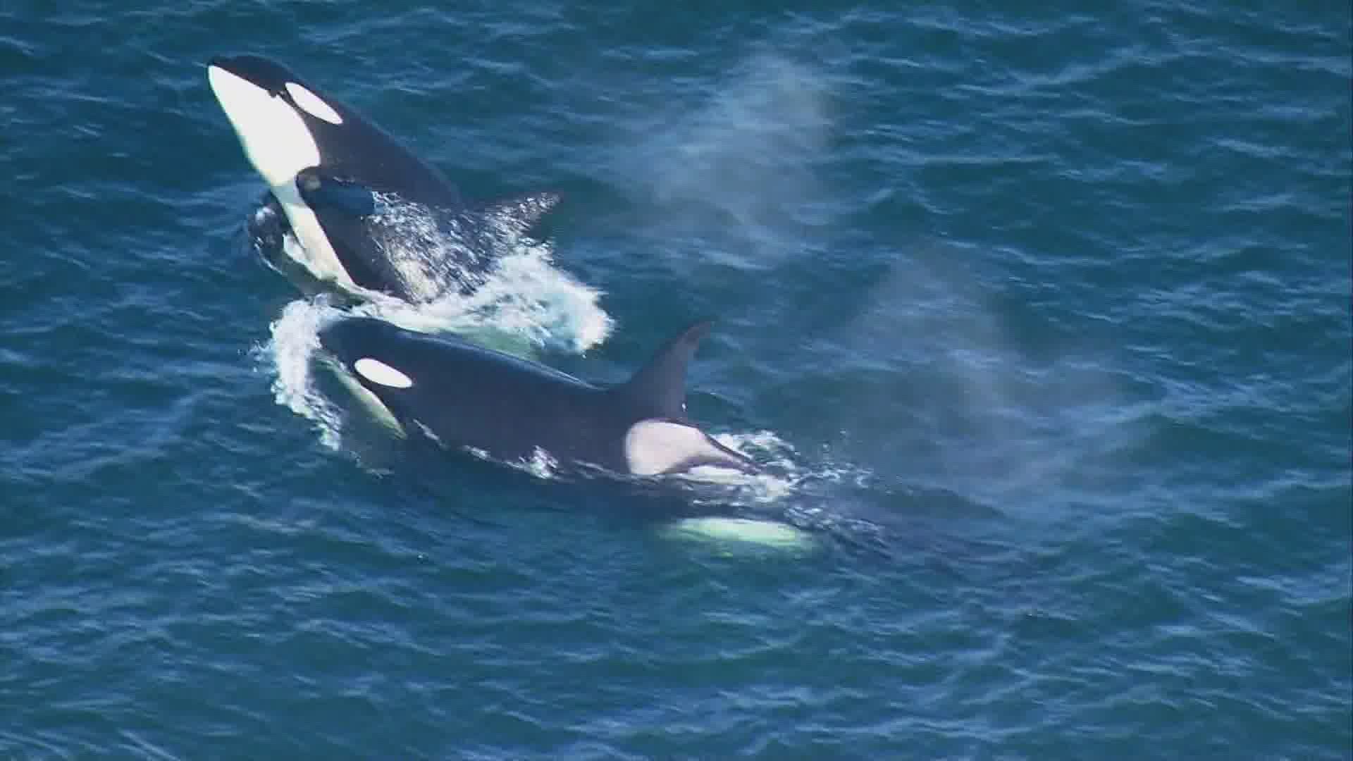 Orca experts say Southern Resident whales are starving and heading toward extinction. Federal scientists say Seattle's Skagit River dams are making conditions worse.