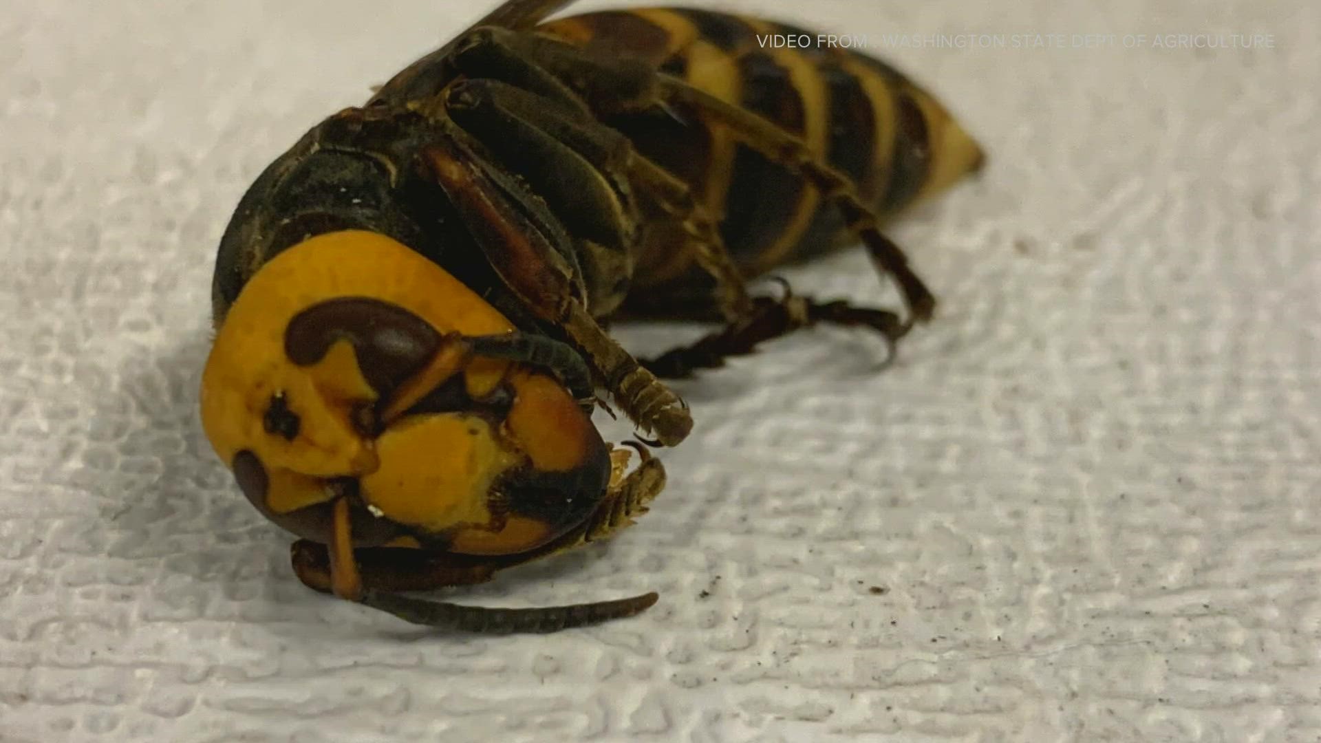Nearly 1,500 Asian giant hornets in “various stages of development” were found in a nest in Whatcom County. The nest was eradicated on Wednesday.