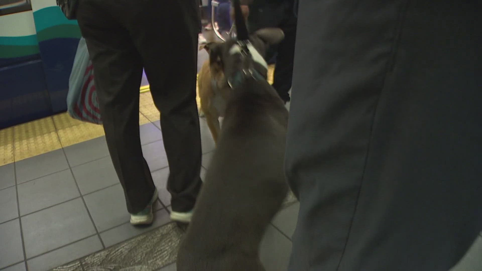 Little dogs were allowed on the light rail if they were in a crate or other container. Soon, dogs on leashes will also be welcome aboard.