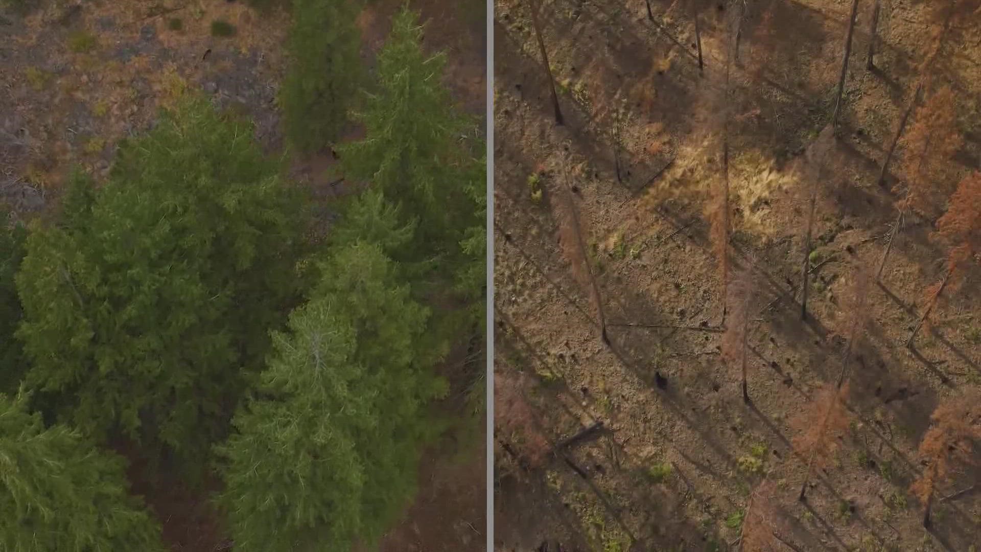WA Department of Natural Resources and the US Forest Service say treated land burned in a healthier, more controlled way, protecting trees and resources.