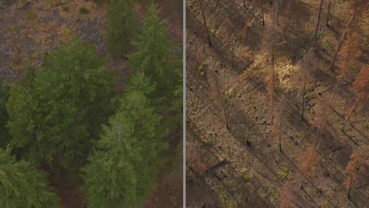 Why some forest land fared better in the Schneider Springs wildfire