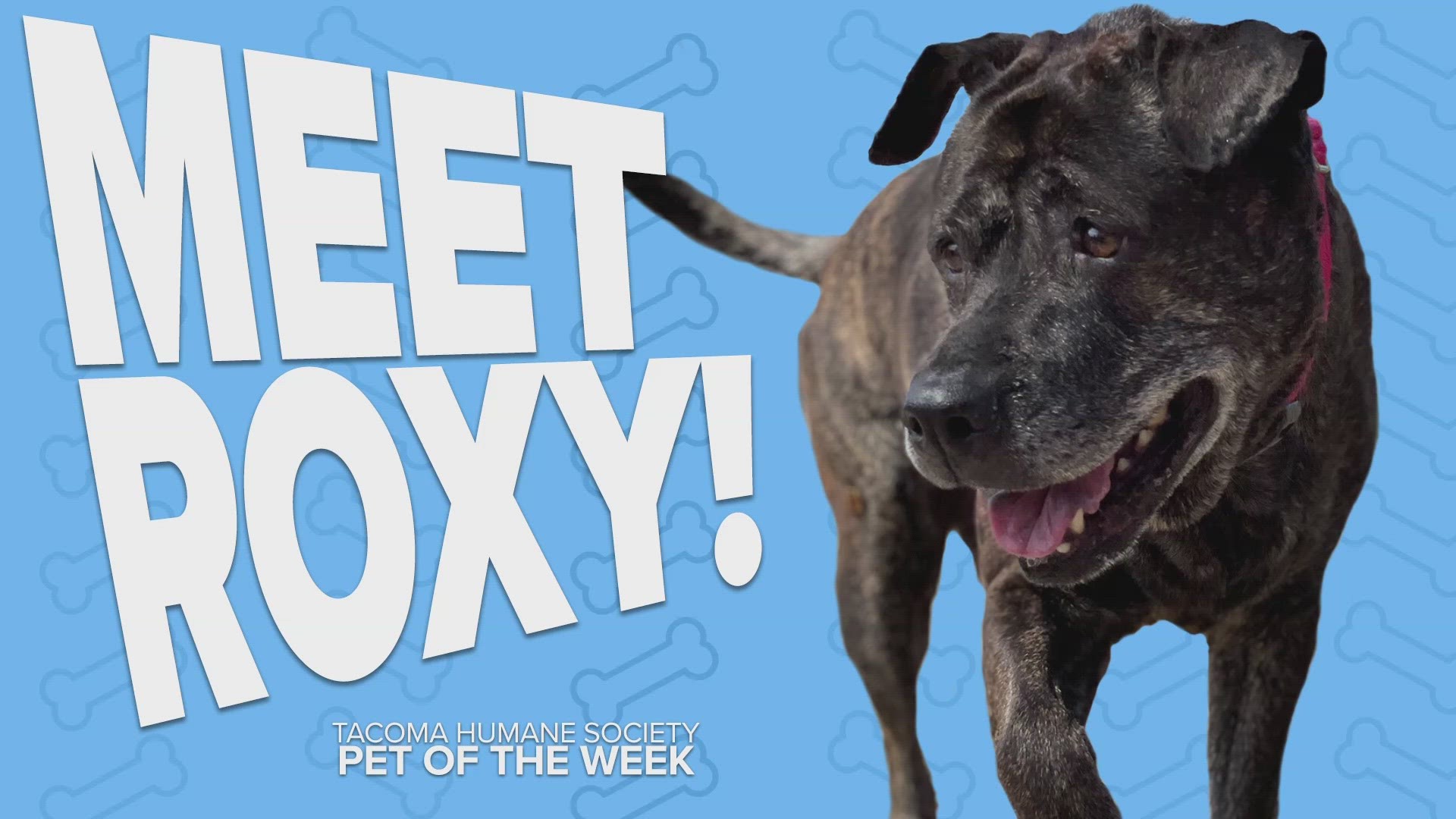 The adoptable pet of the week is Roxy!