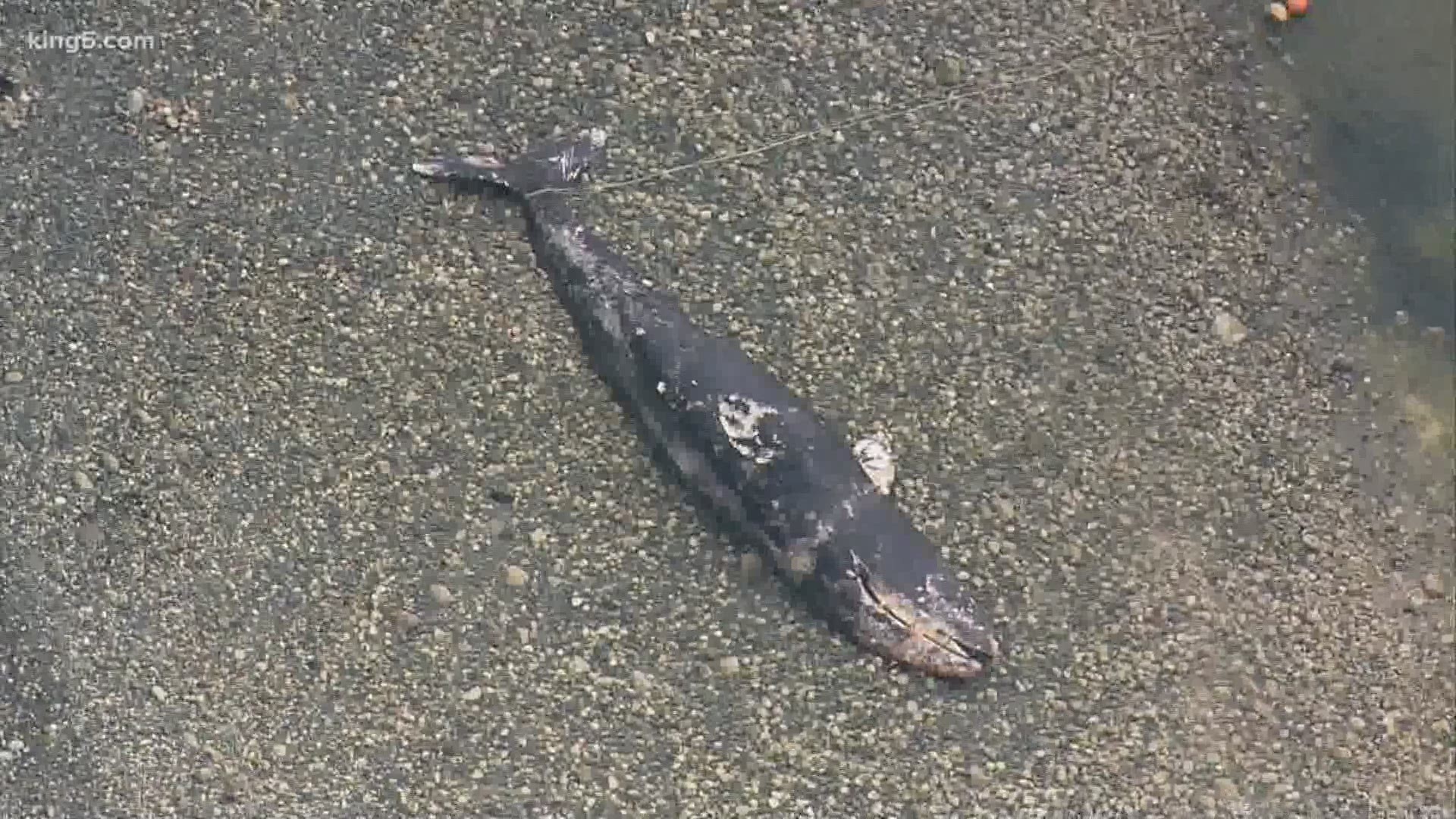 It's the 6th gray whale to be found dead in Washington this year.