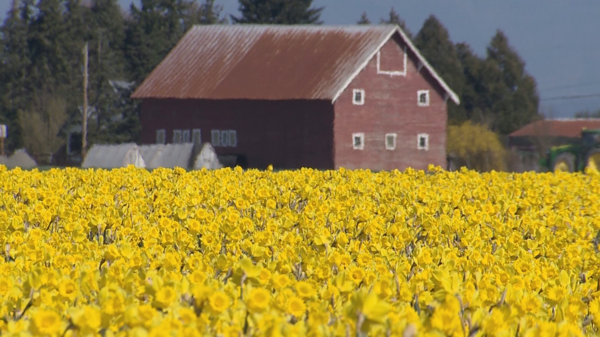 The La Conner Daffodil Festival is in full bloom