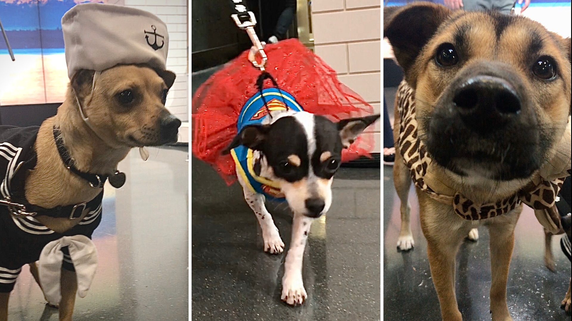 Adorable and adoptable dogs from the Northwest Canine Coalition show off their best do-it-yourself and off-the-shelf costumes and Preventive Vet shows us how to DIY.