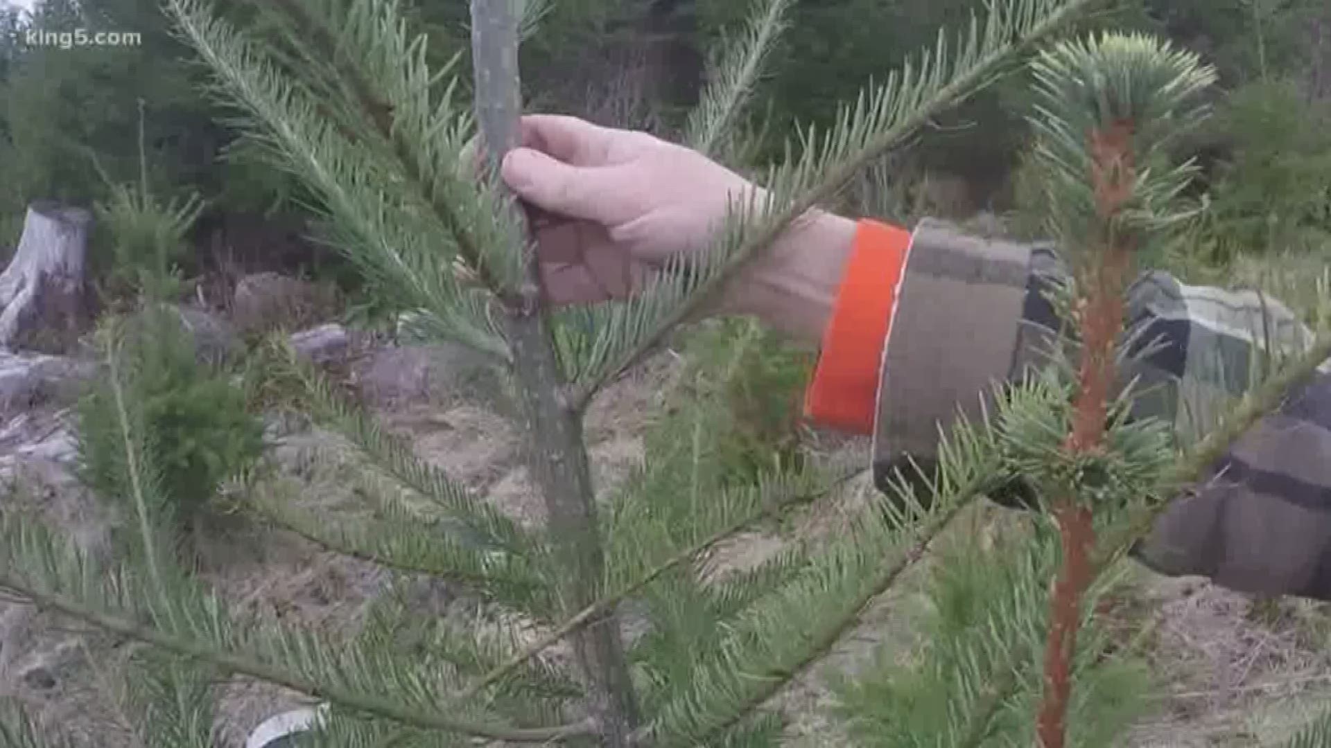 An Eatonville tree farm is experimenting with a unique sort of security system to guard its younger trees from hungry deer and elk. KING 5 Environmental Reporter Alison Morrow shows us how they are protecting those trees, with trees.