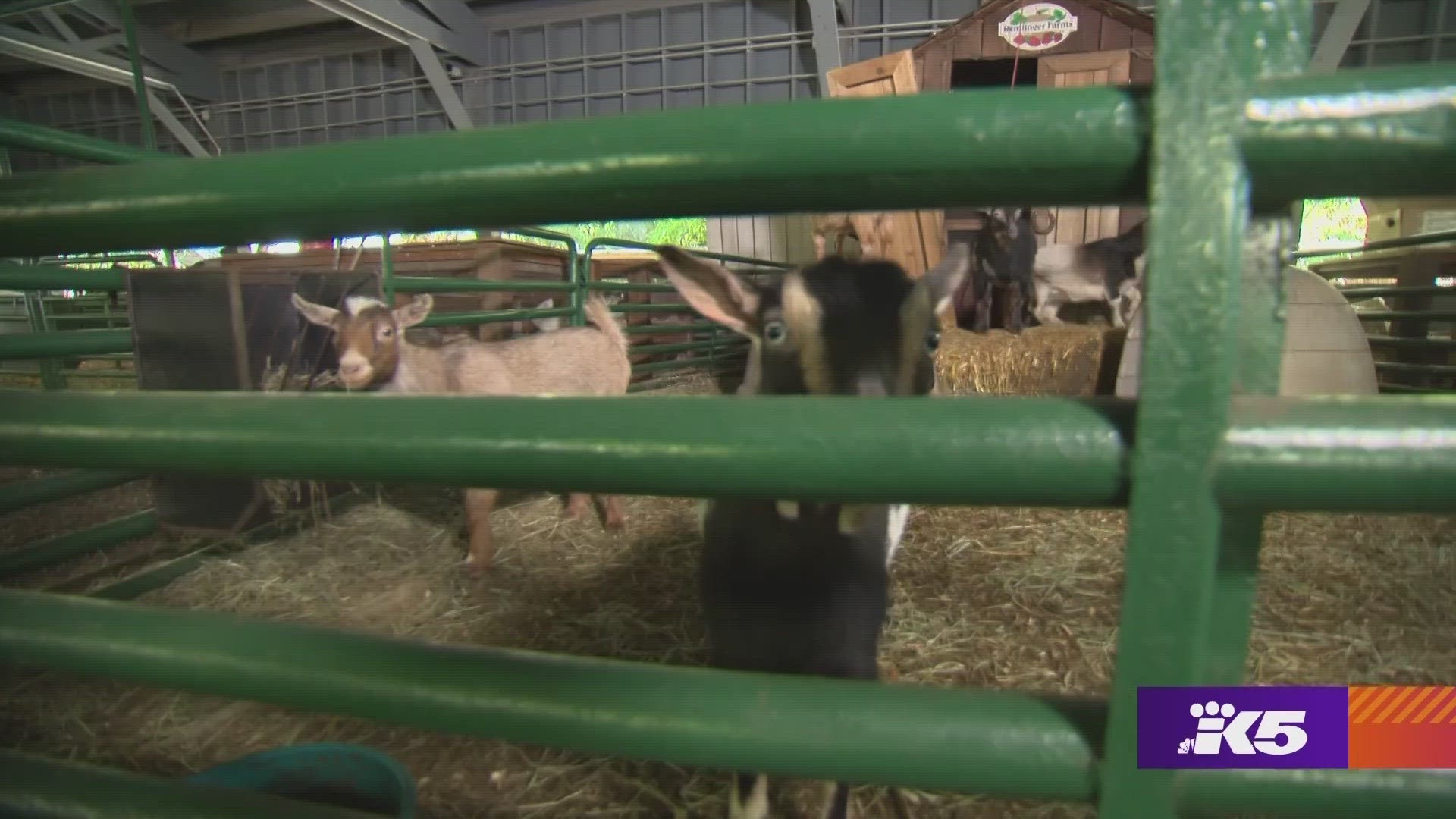 There's a reason Remlinger Farms is the winner of Best Family Farm -- it's been a destination for families in Carnation since 1965. #k5evening