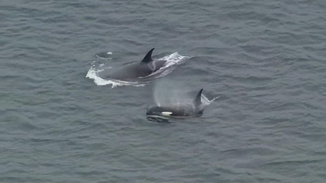 New trial program asks ships coming into the Puget Sound to slow down for whales - Vimarsana News