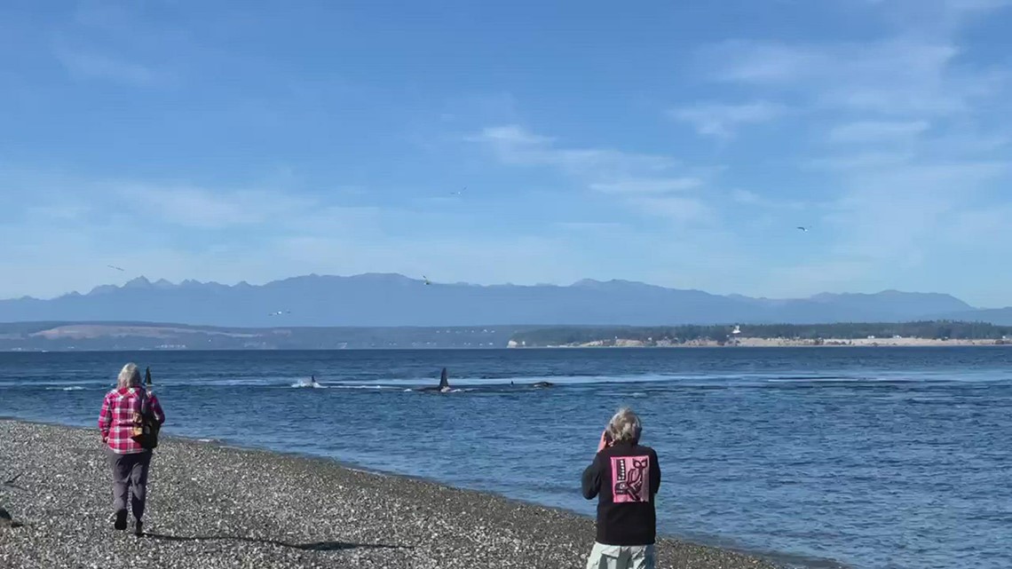 Southern Resident orcas spotted near Bush Point Lighthouse in Whidbey Island