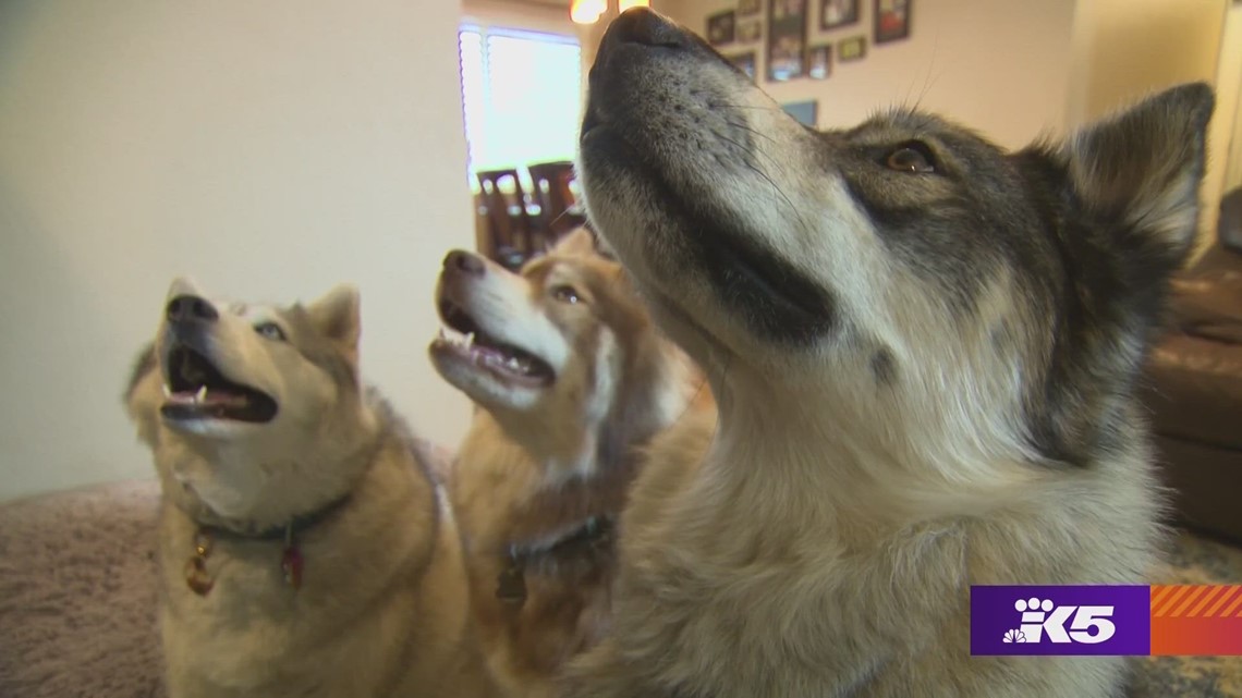 Kent trio of huskies known by thousands online for howling, singing and talking back