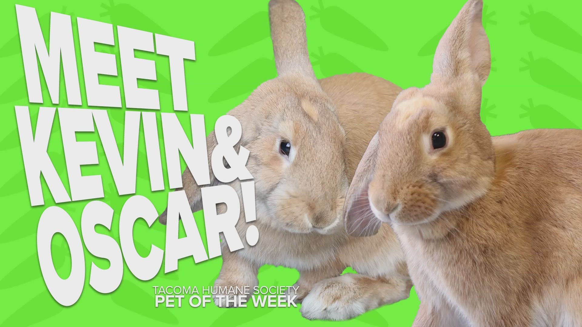 This week's featured rescue pets are Kevin and Oscar