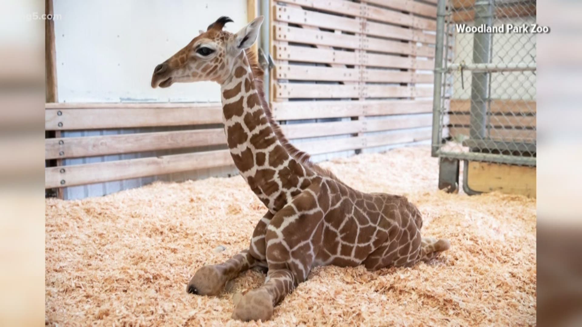 baby giraffe ditches his shoes 