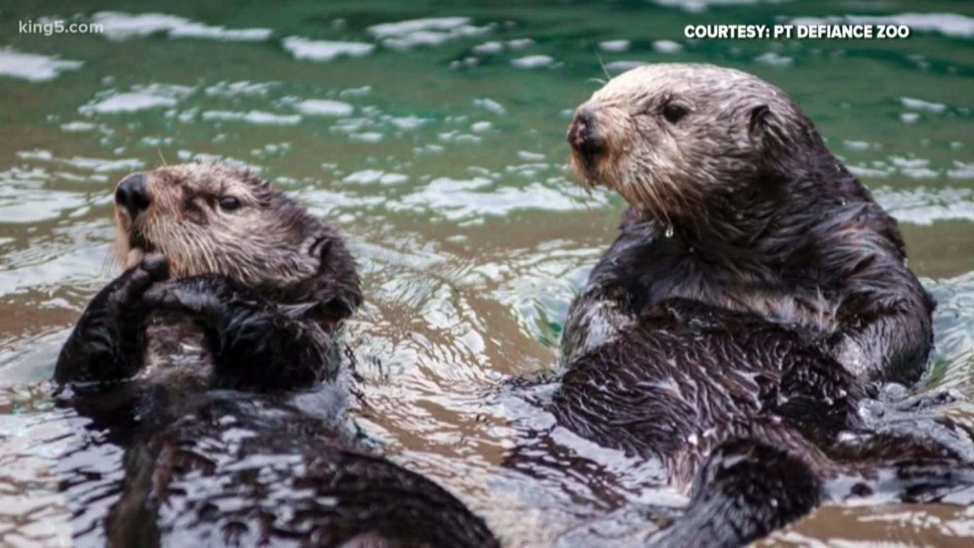 A 10-year-old Southern sea otter will join the “raft” of sea otters at the Point Defiance Zoo & Aquarium in Tacoma.