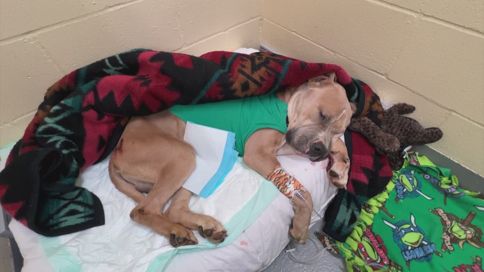 A community member found Thomas on a front porch, hypothermic and emaciated. The dog is now in the care of the humane society.