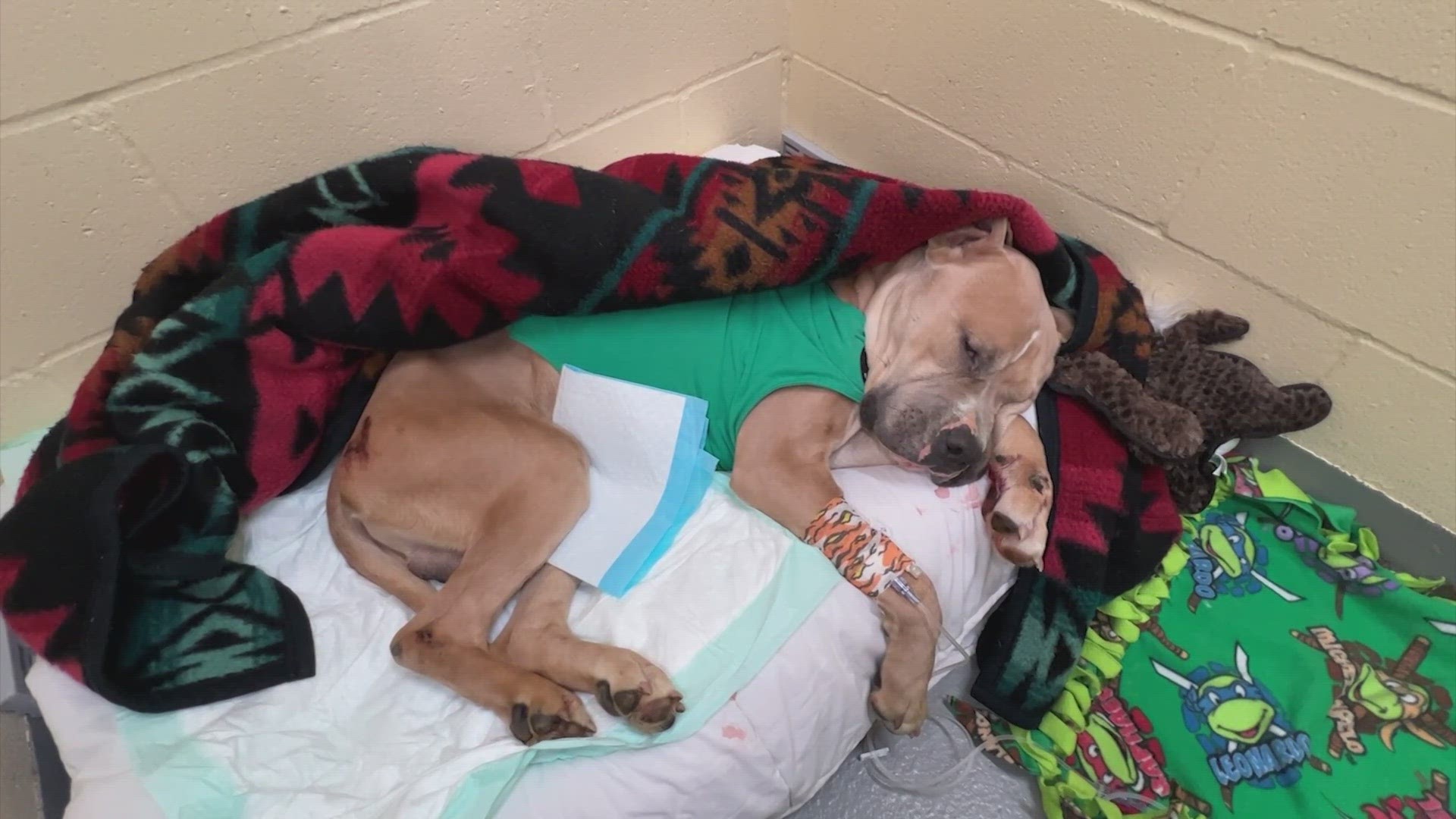 Pierce County animal shelter caring for emaciated dog