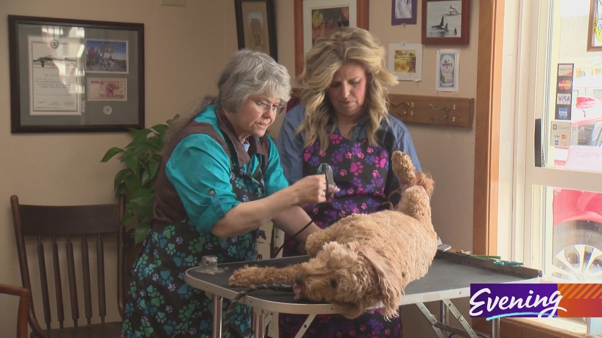 A groomer with 45 years of experience is sharing her expertise in one-on-one lessons. #k5evening