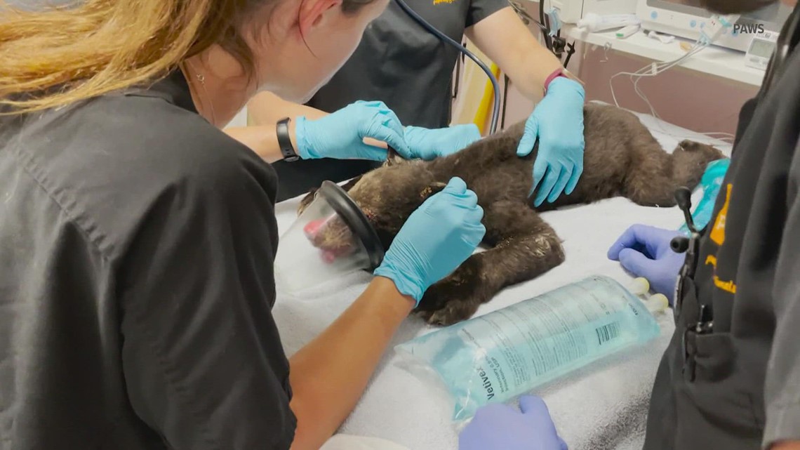 Bear cubs rescued from Washington wildfires