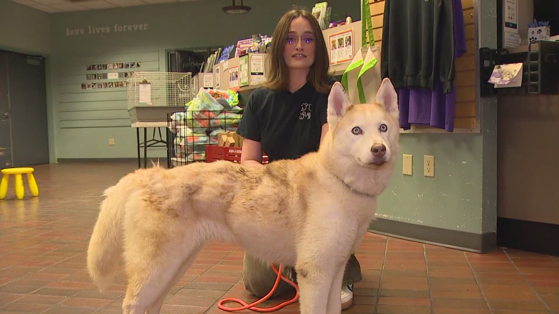 Tacoma Humane Society is waiving all adoption fees from Friday through Sunday in an effort to clear their shelter