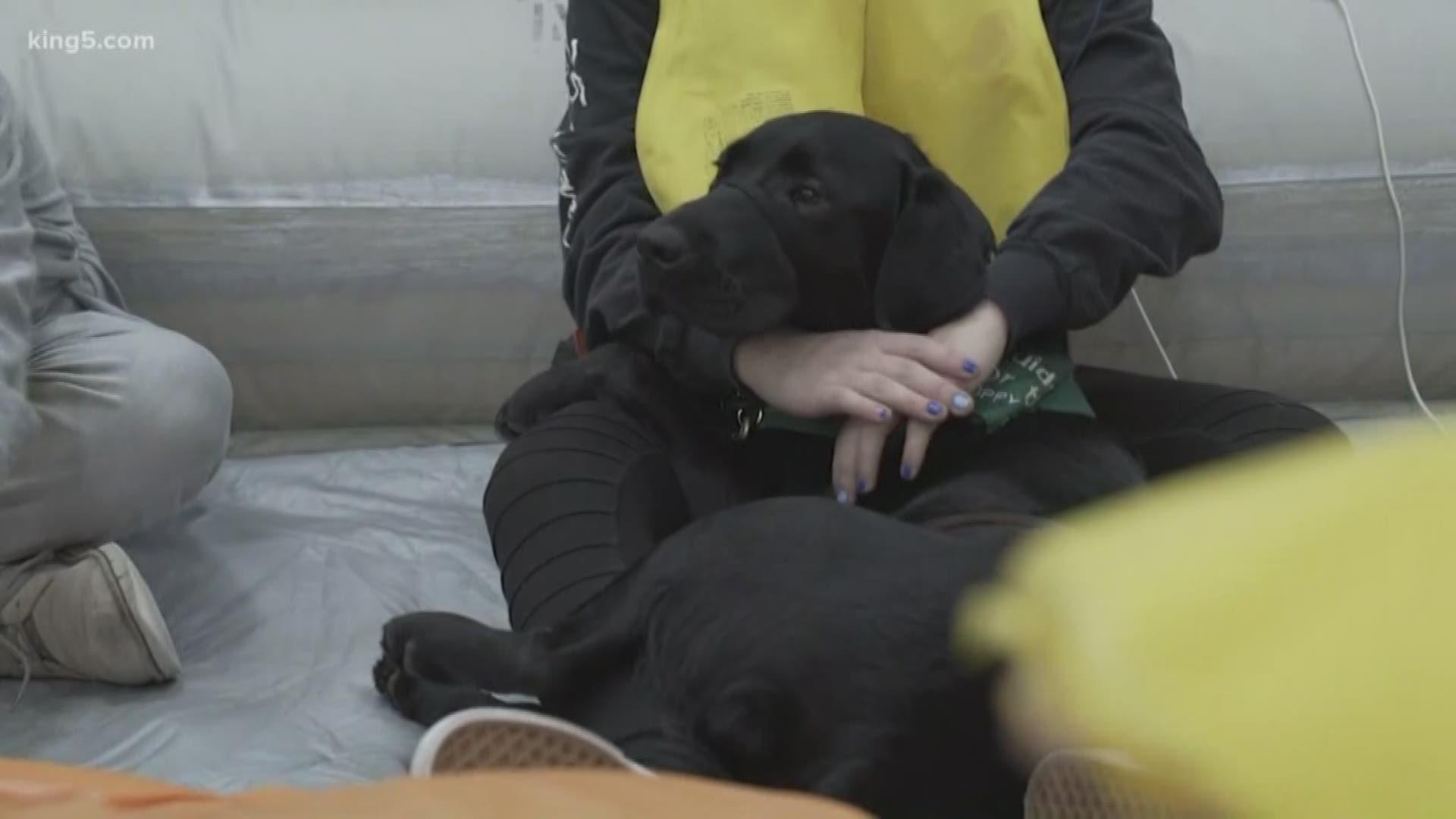 Puppies are training to be guide-dogs for the visually impaired.