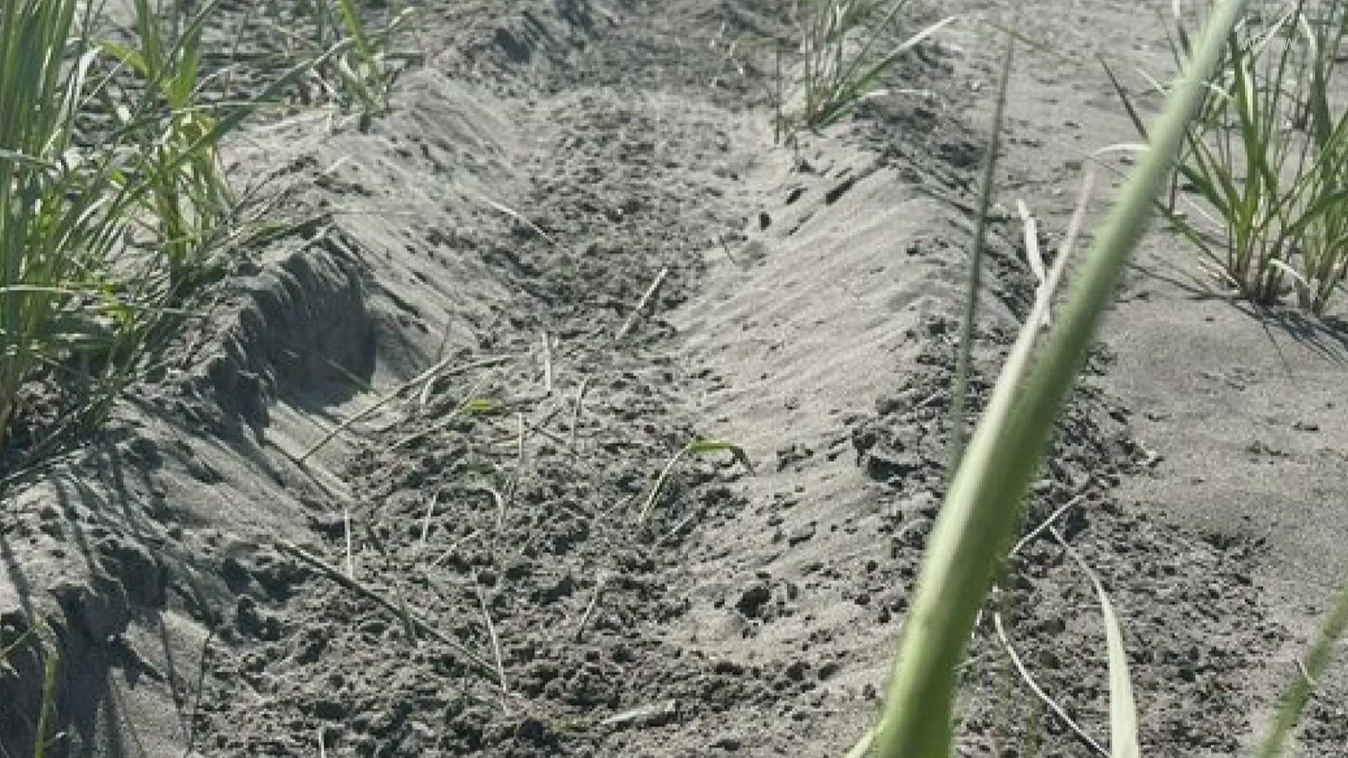 The plover nest was in sand dunes in an area closed to vehicles. Two eggs were destroyed, according to Fish & Wildlife.