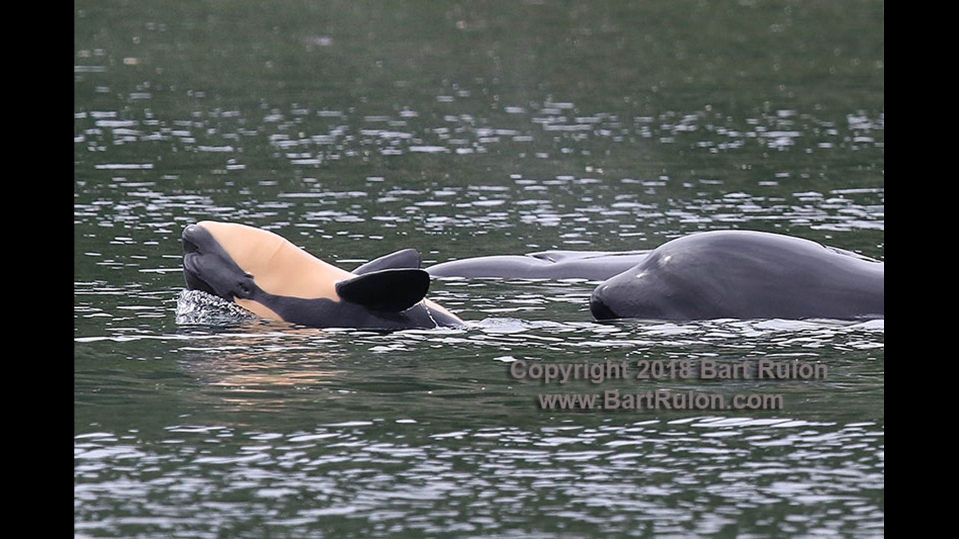 LISTEN Orcas vocalizing in Puget Sound