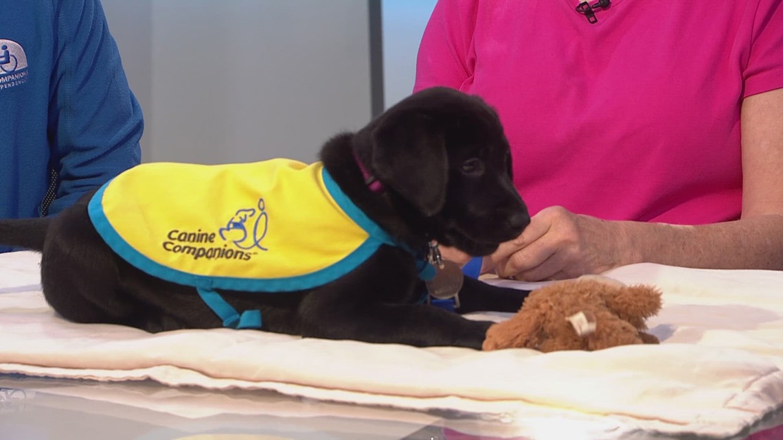 Puget Sound's Canine Companions team wants you to think 'puppy love' ahead of Valentine's Day
