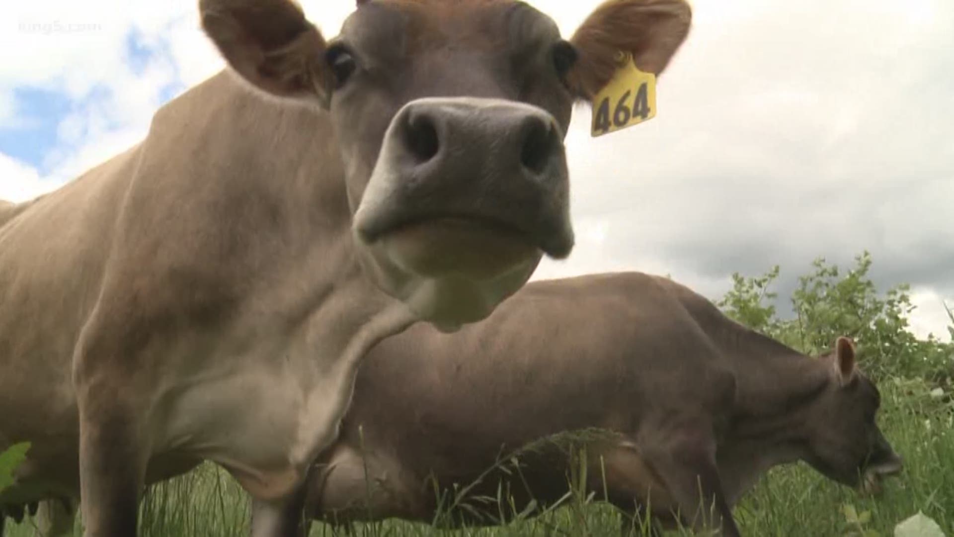 An organic dairy farm in Enumclaw is helping save one of the Puget Sound's last wild runs of spring Chinook Salmon. KING 5 Environmental Reporter Alison Morrow shows us how.