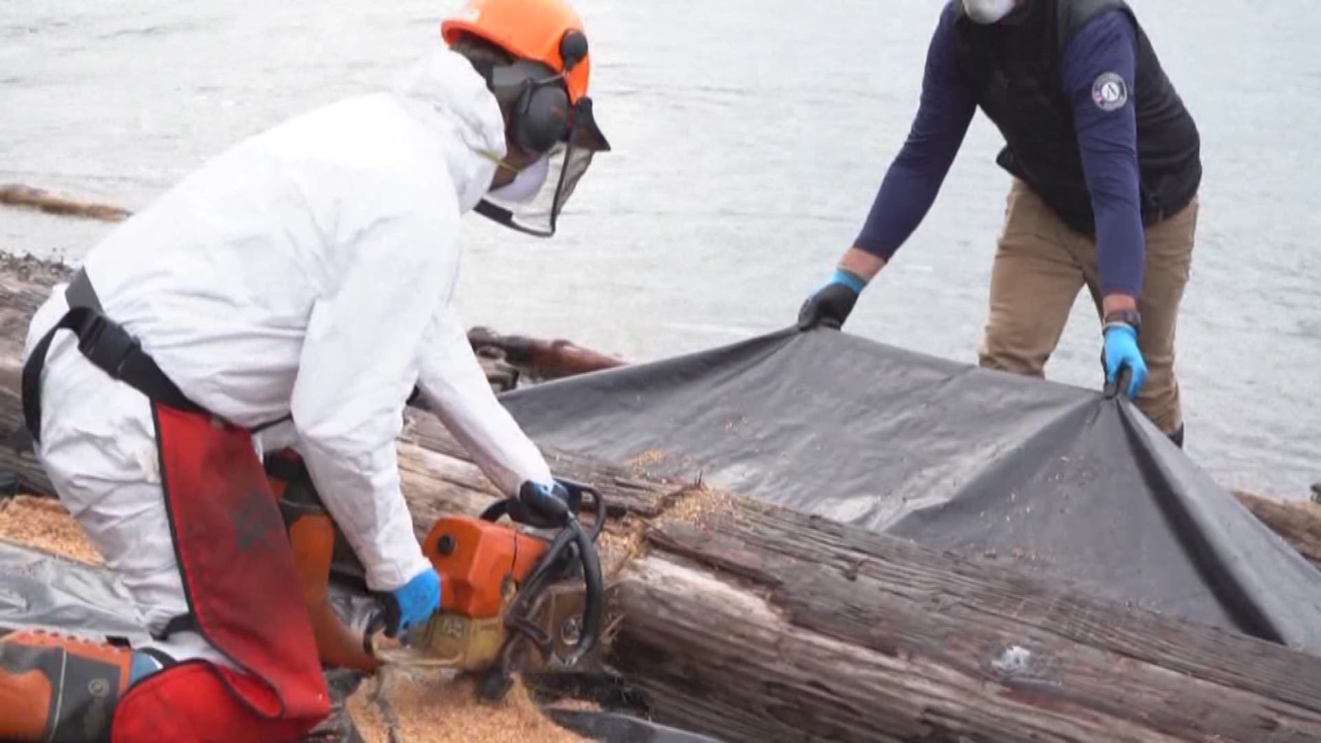 Crews with the Department of Natural Resources are working hard to remove toxic wood from Puget Sound. The wood is coated in creosote, a coal tar product that experts say creates the effects of a slow oil spill over time. KING 5 Environmental Reporter Alison Morrow has more from West Seattle.